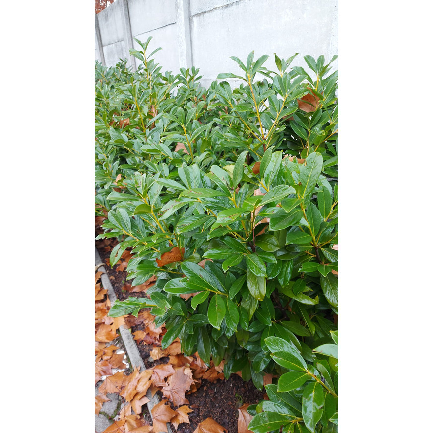 Prunus laurocerasus Novita CS9 - Babérmeggy kis méretű Prunus laurocerasus Novita CS9 - Babérmeggy kis méretű