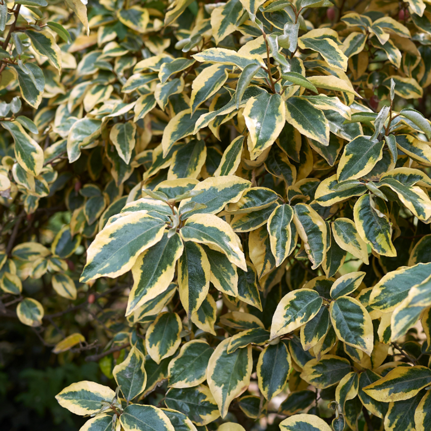 Elaeagnus ebbingei - Tarka ezüstfa Elaeagnus ebbingei - Tarka ezüstfa