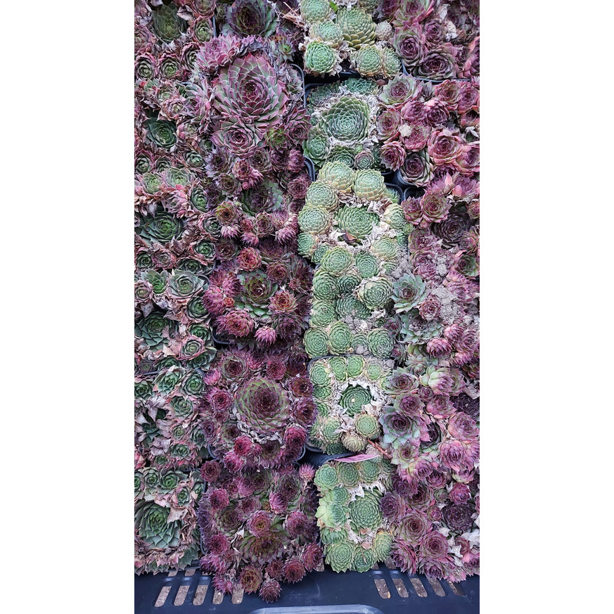 Sempervivum species CS9 - Kövirózsa Sempervivum species CS9 - Kövirózsa