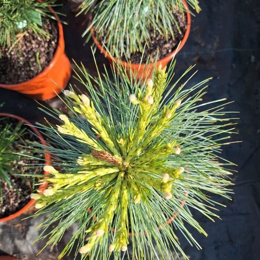 Pinus x schwerinii Wiethorst - Hibrid törpefenyő
