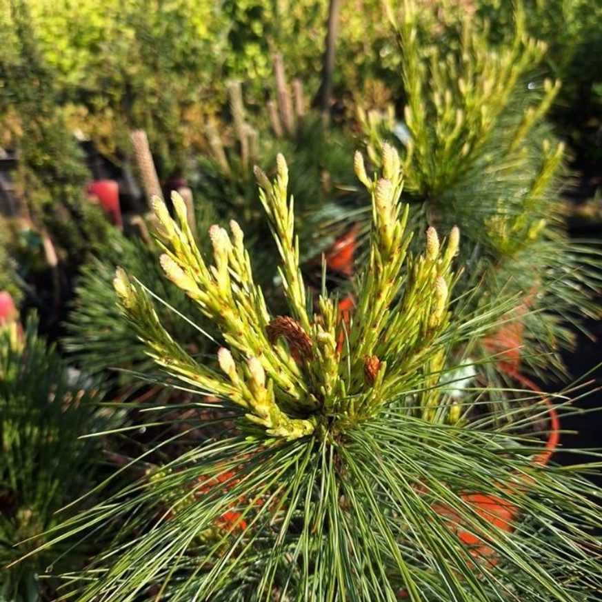 Pinus x schwerinii Wiethorst - Hibrid törpefenyő
