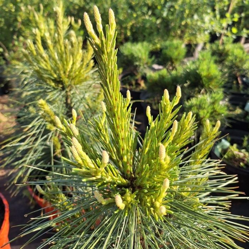 Pinus x schwerinii Wiethorst - Hibrid törpefenyő
