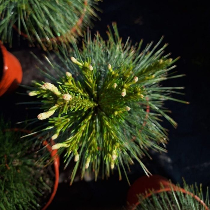 Pinus x schwerinii Wiethorst - Hibrid törpefenyő