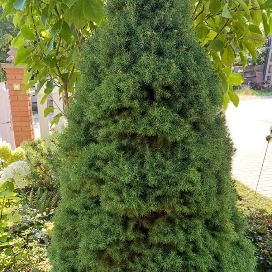 Picea glauca Sander's Blue K2 - Kék cukorsüvegfenyő