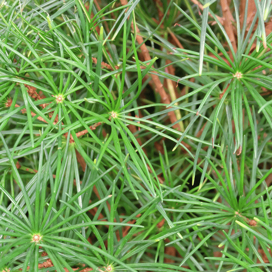 Sciadopitys verticillata - Japán ernyőfenyő
