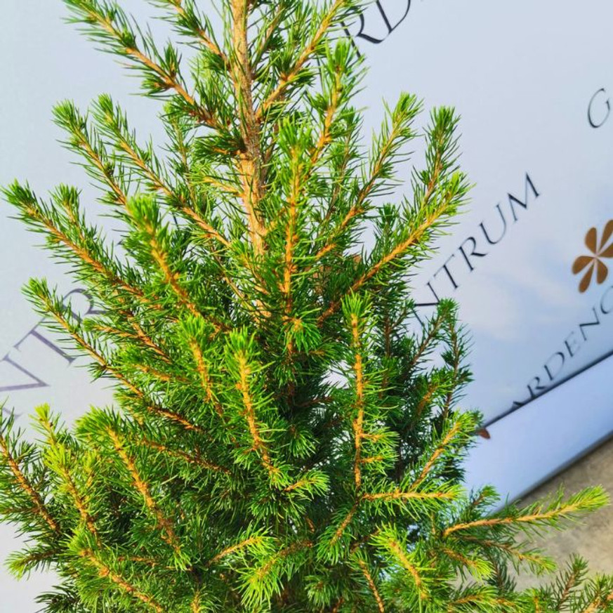 Picea glauca K3 - Cukorsüvegfenyő Picea glauca K3 - Cukorsüvegfenyő