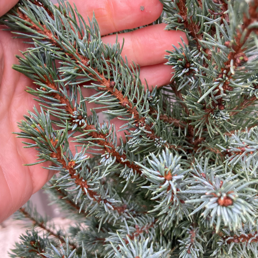 Picea glauca Sander's Blue K2 - Kék cukorsüvegfenyő