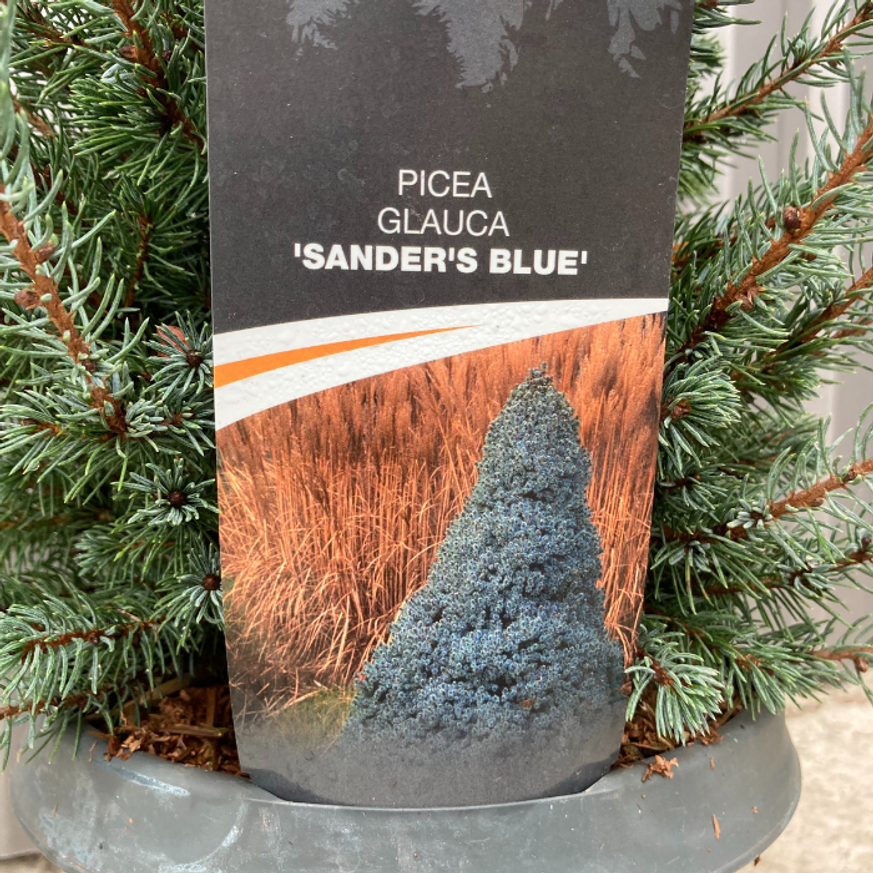 Picea glauca Sander's Blue K2 - Kék cukorsüvegfenyő