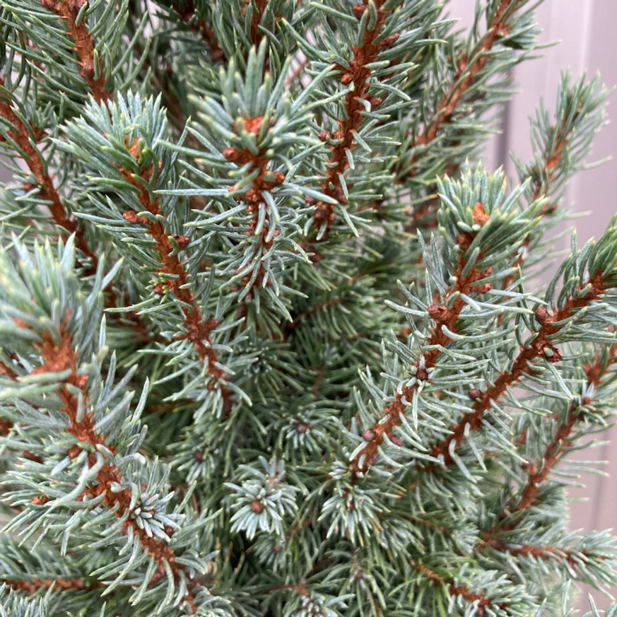 Picea glauca Sander's Blue K2 - Kék cukorsüvegfenyő