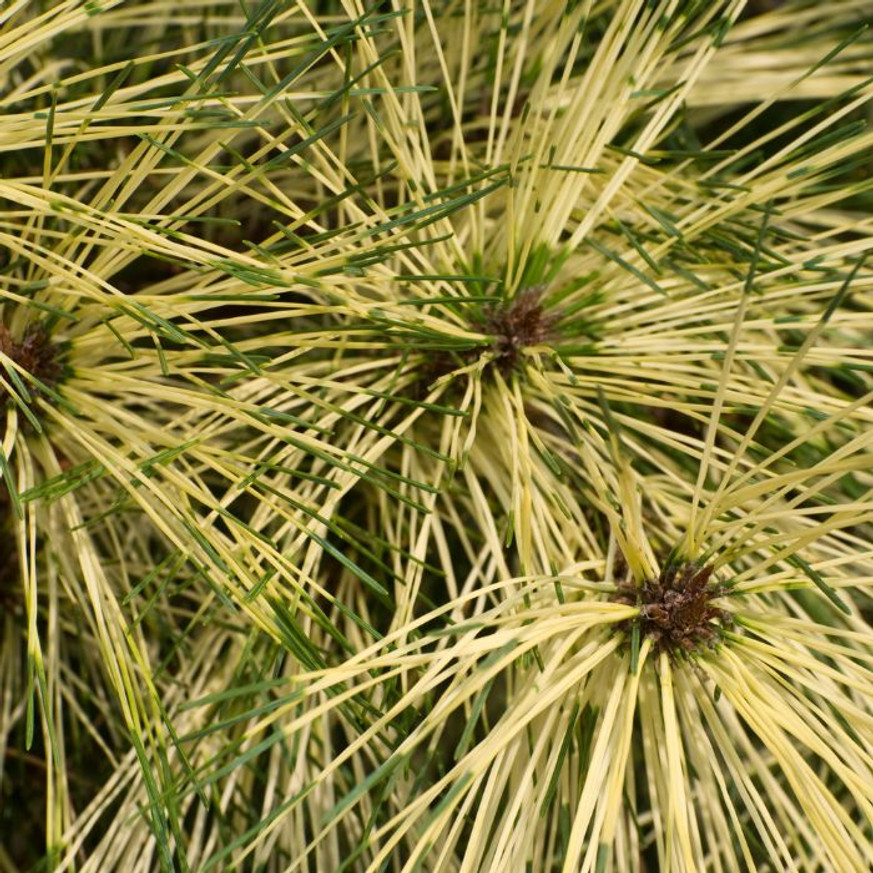 Pinus densiflora Rainbow - Japán erdeifenyő