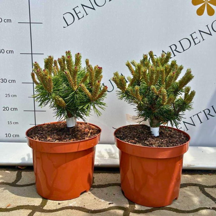 Pinus mugo Benjamin - Havasi törpefenyő