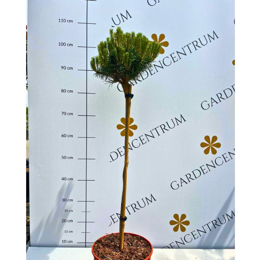 Pinus nigra Merci MT60 - Magastörzsű törpe feketefenyő