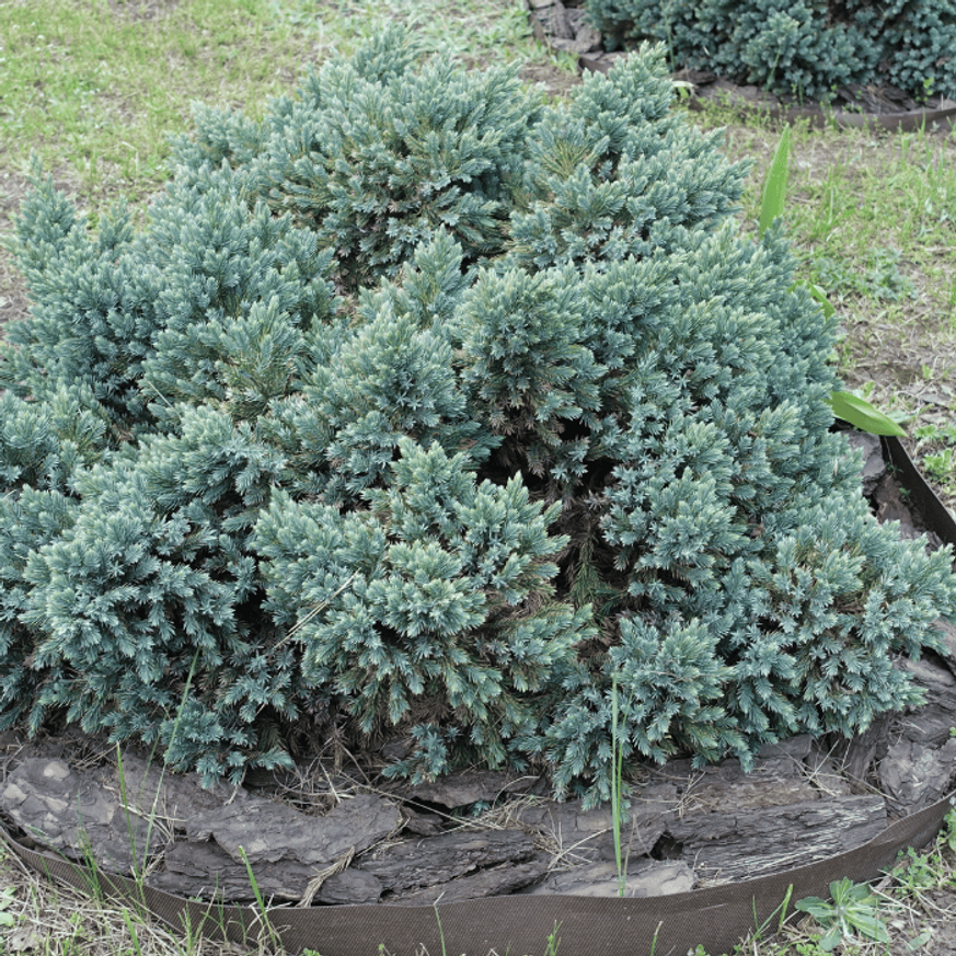 Juniperus squamata Blue Star - Törpe kék boróka Juniperus squamata Blue Star - Törpe kék boróka