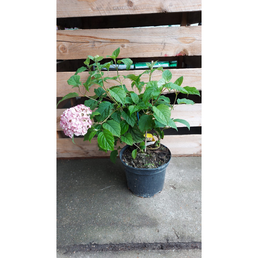 Hydrangea arborescens Candybelle Marshmallow - Cserjés hortenzia Hydrangea arborescens Candybelle Marshmallow - Cserjés hortenzia