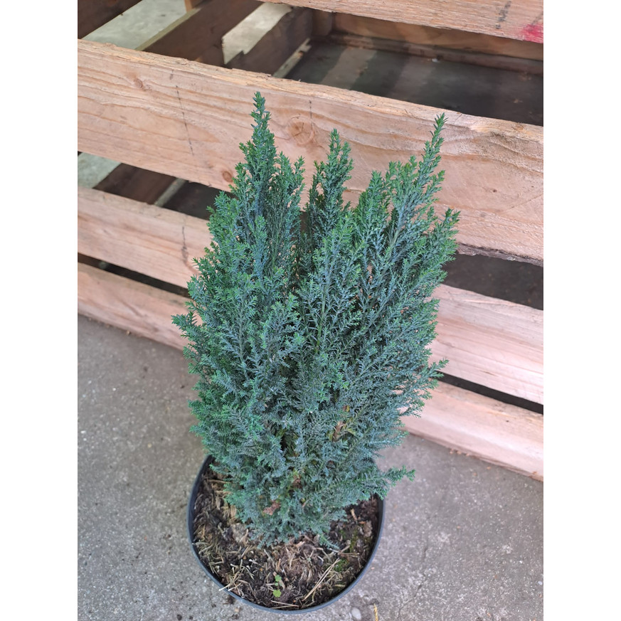 Chamaecyparis lawsoniana Ellwoodii - Oregoni hamisciprus Chamaecyparis lawsoniana Ellwoodii - Oregoni hamisciprus