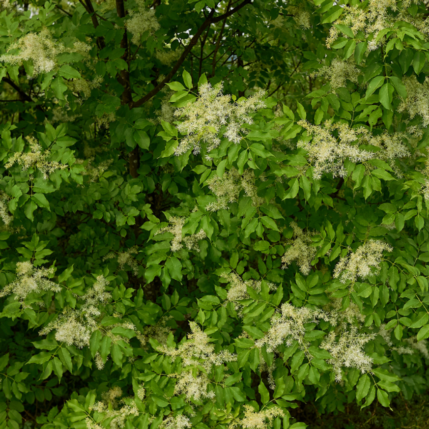 Fraxinus ornus Mecsek - Gömbkőris