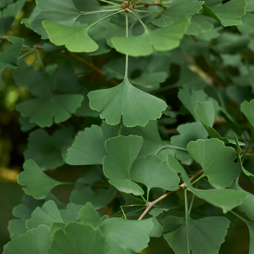 Ginkgo biloba K5 - Páfrányfenyő