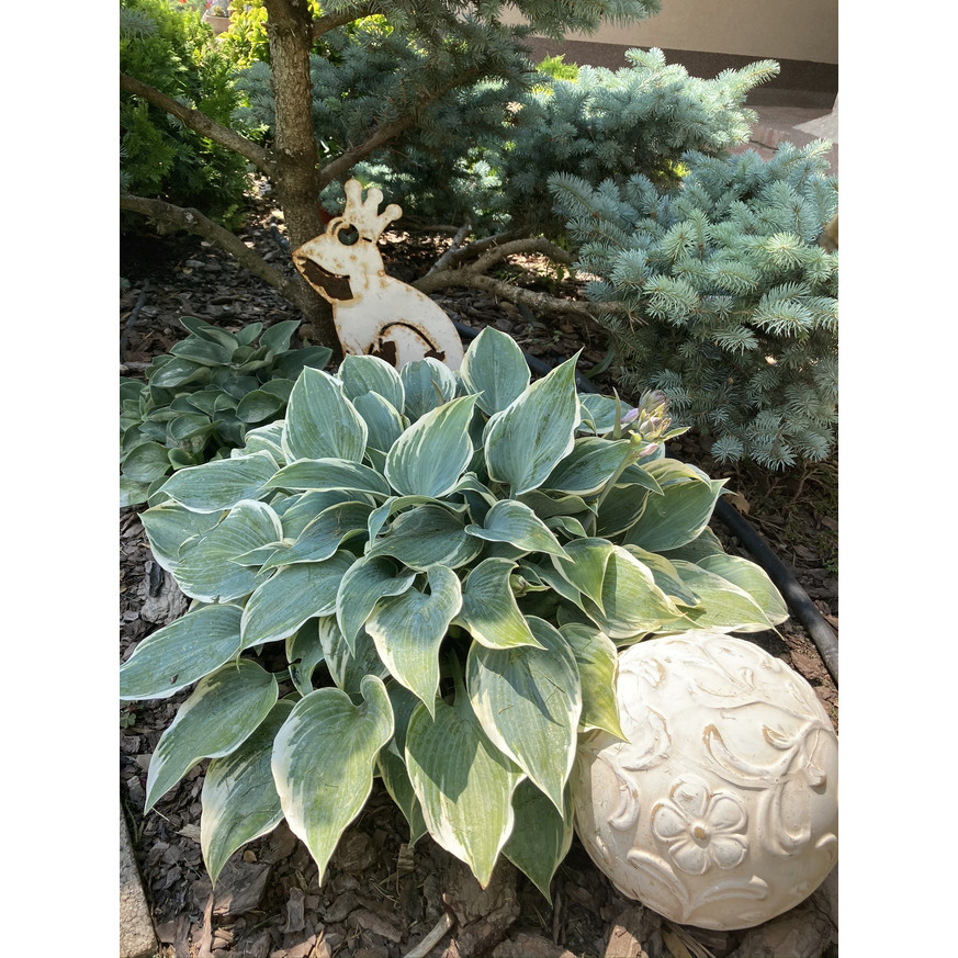 Hosta Patriot - Árnyékliliom