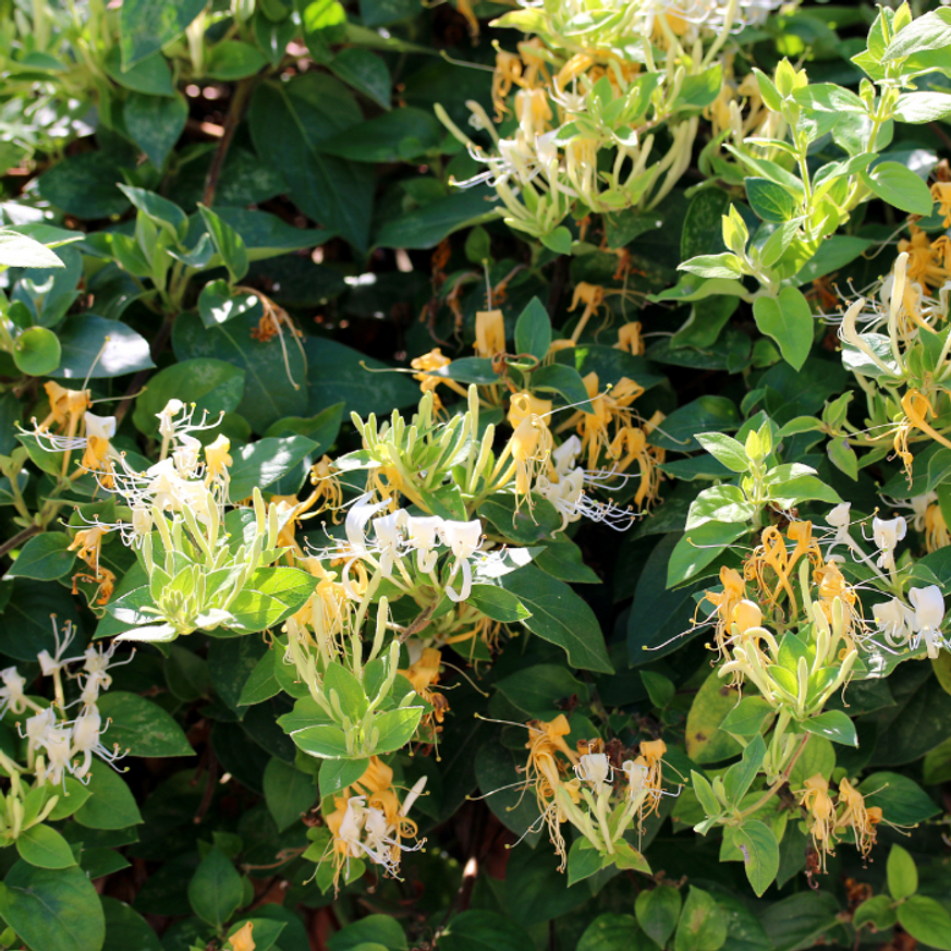 Lonicera japonica Halliana K2 - Örökzöld japán lonc
