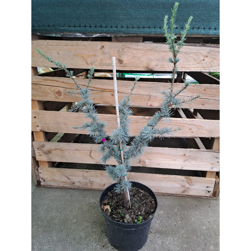 Cedrus libani Glauca K3 - Kék libanoni cédrus