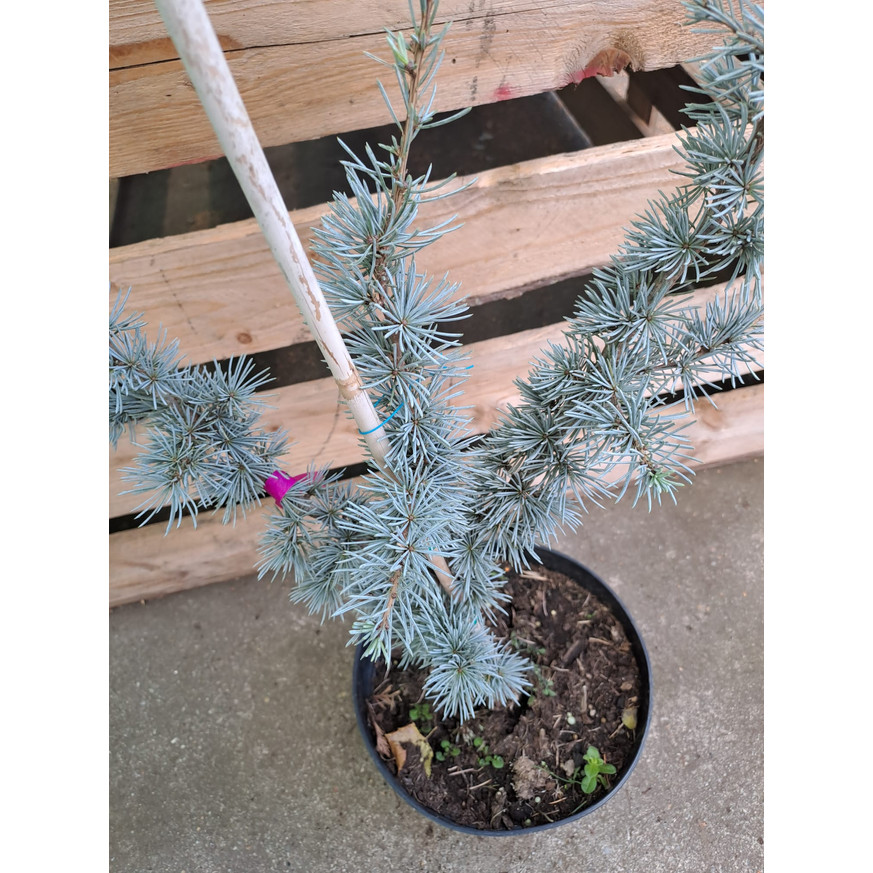 Cedrus libani Glauca K3 - Kék libanoni cédrus