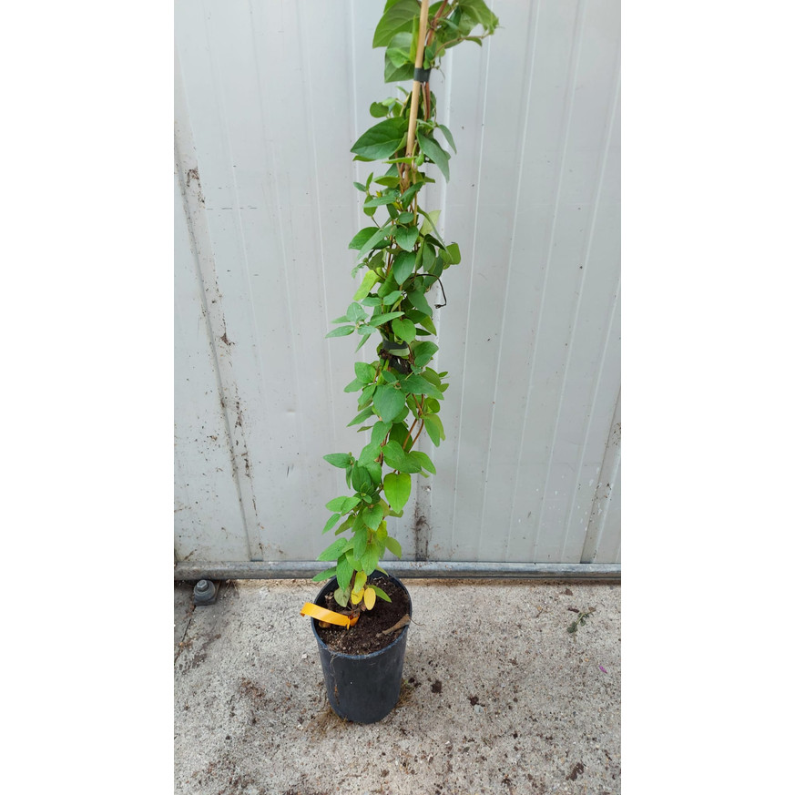 Lonicera japonica Halliana K2 - Örökzöld japán lonc