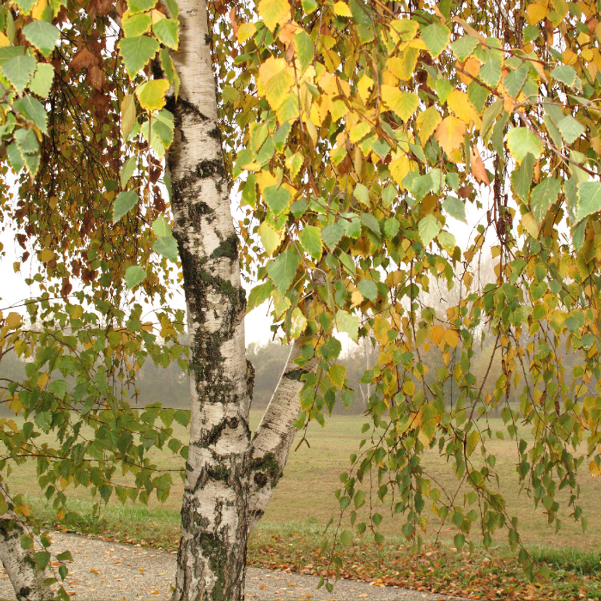 Betula pendula K7,5 - Nyírfa