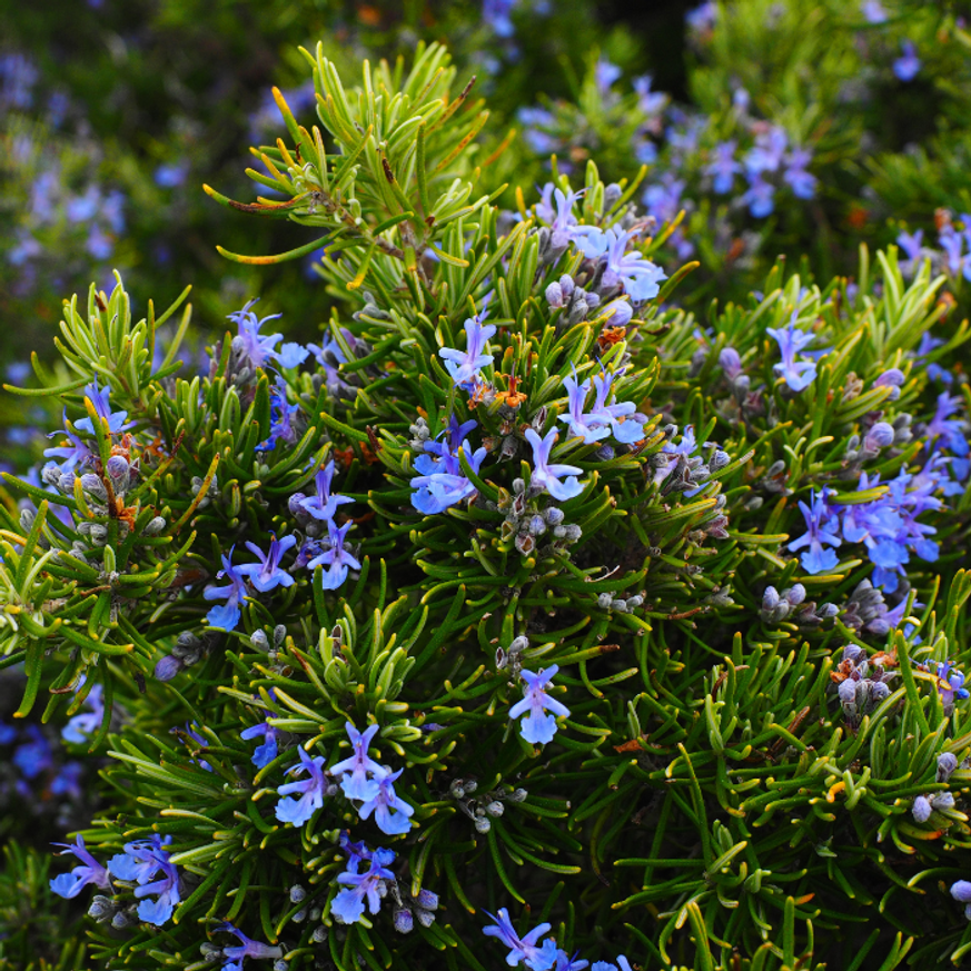 Rosmarinus officinalis - Rozmaring