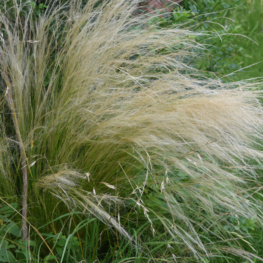 Stipa tenuissima Pony Tails K2 - Árvalányhaj