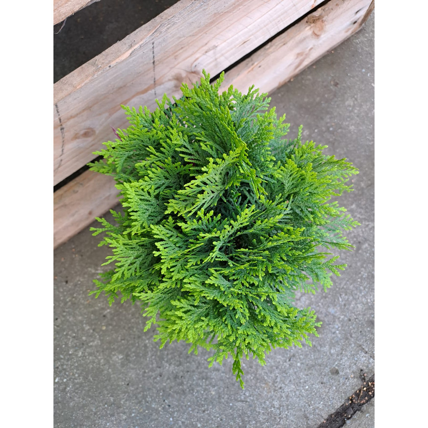Thuja occidentalis Mirjam K2 Thuja occidentalis Mirjam K2