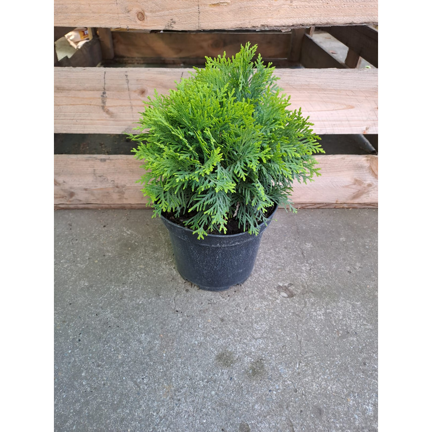 Thuja occidentalis Mirjam K2