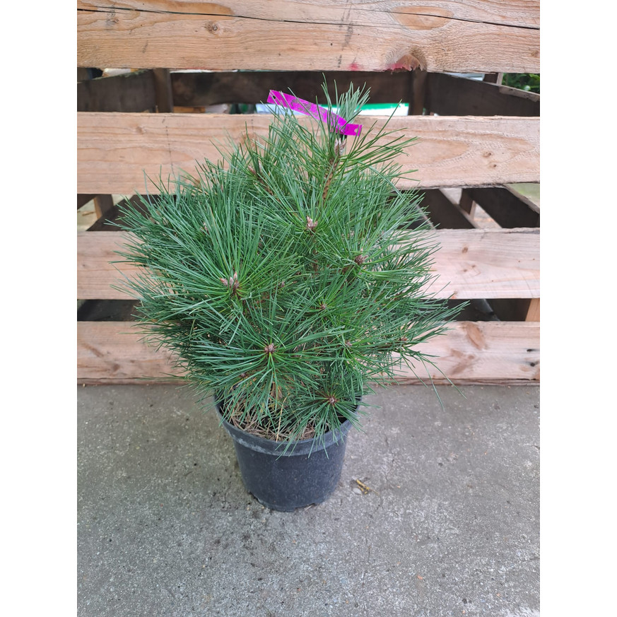 Pinus nigra Brepo K5 - Törpe gömb feketefenyő