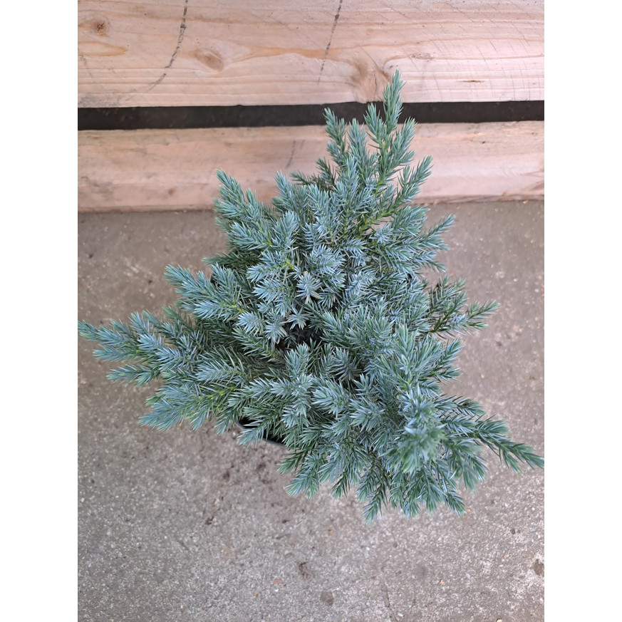 Juniperus squamata Blue Star - Törpe kék boróka Juniperus squamata Blue Star - Törpe kék boróka