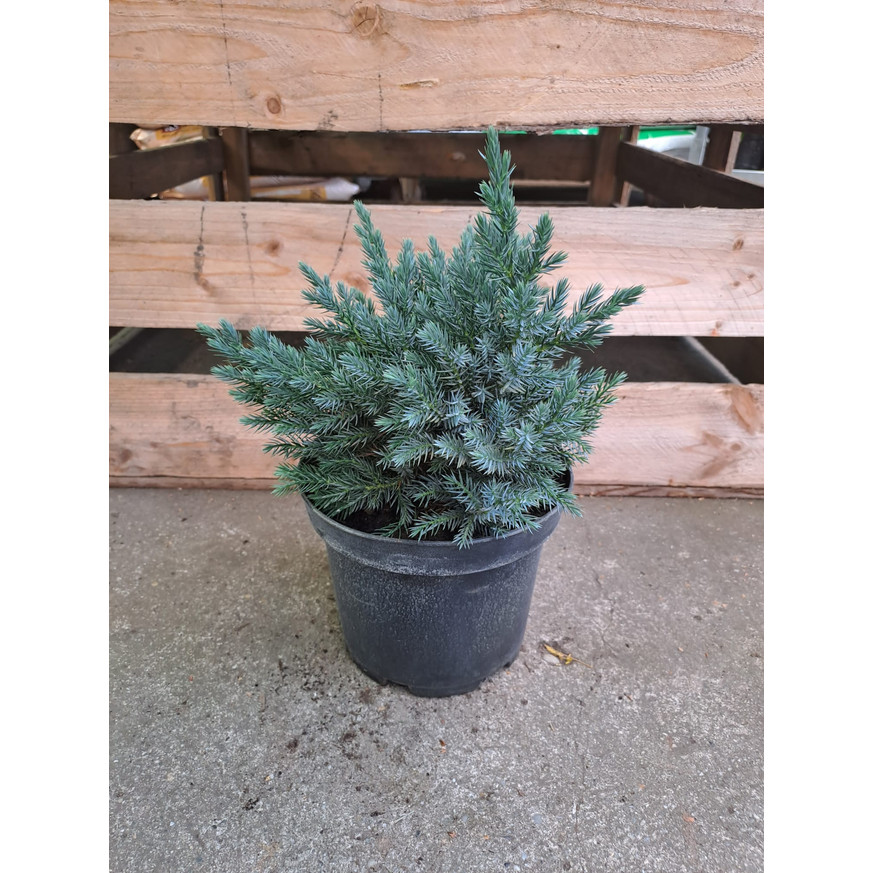 Juniperus squamata Blue Star - Törpe kék boróka