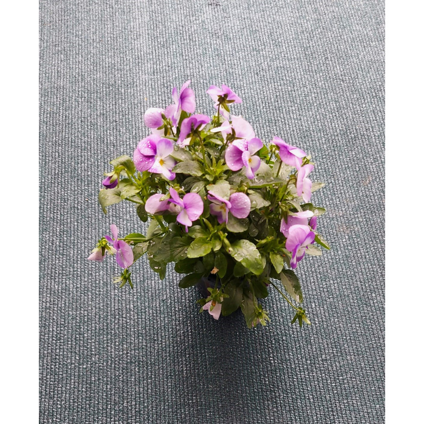 Viola × wittrockiana - Kerti árvácska