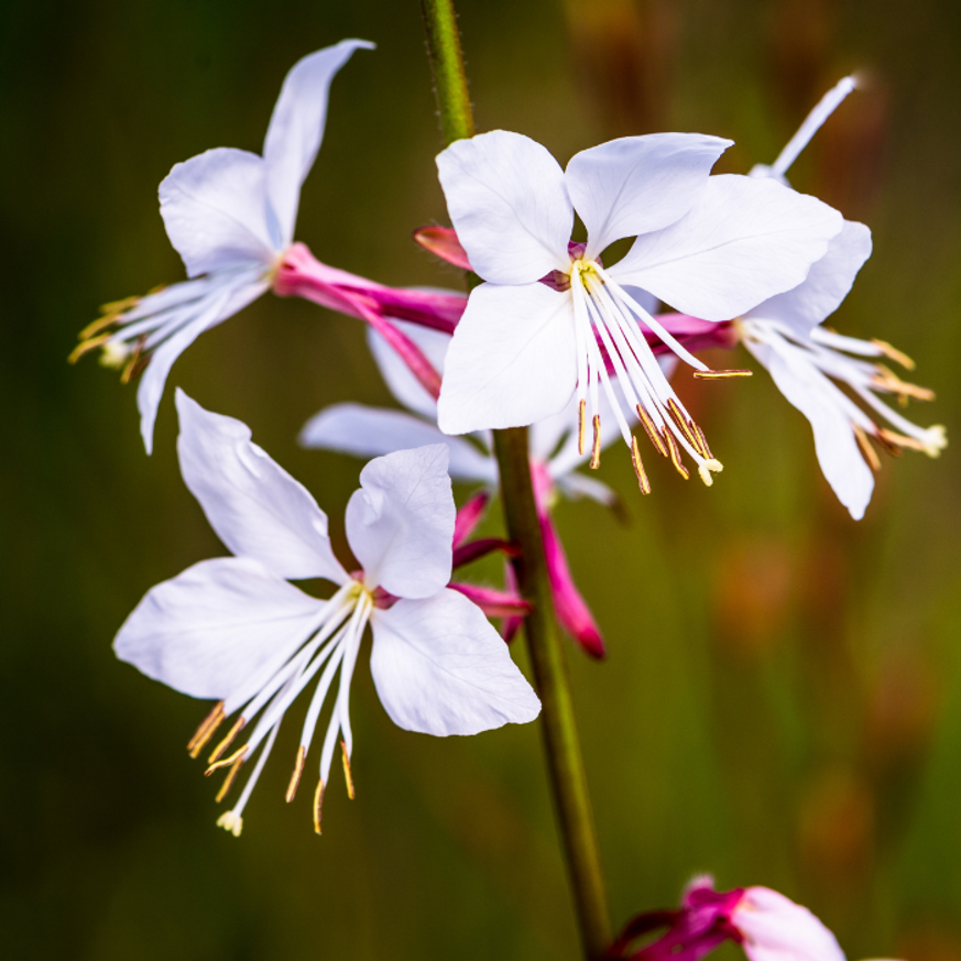 Gaura lindheimeri - Fehér évelő díszgyertya