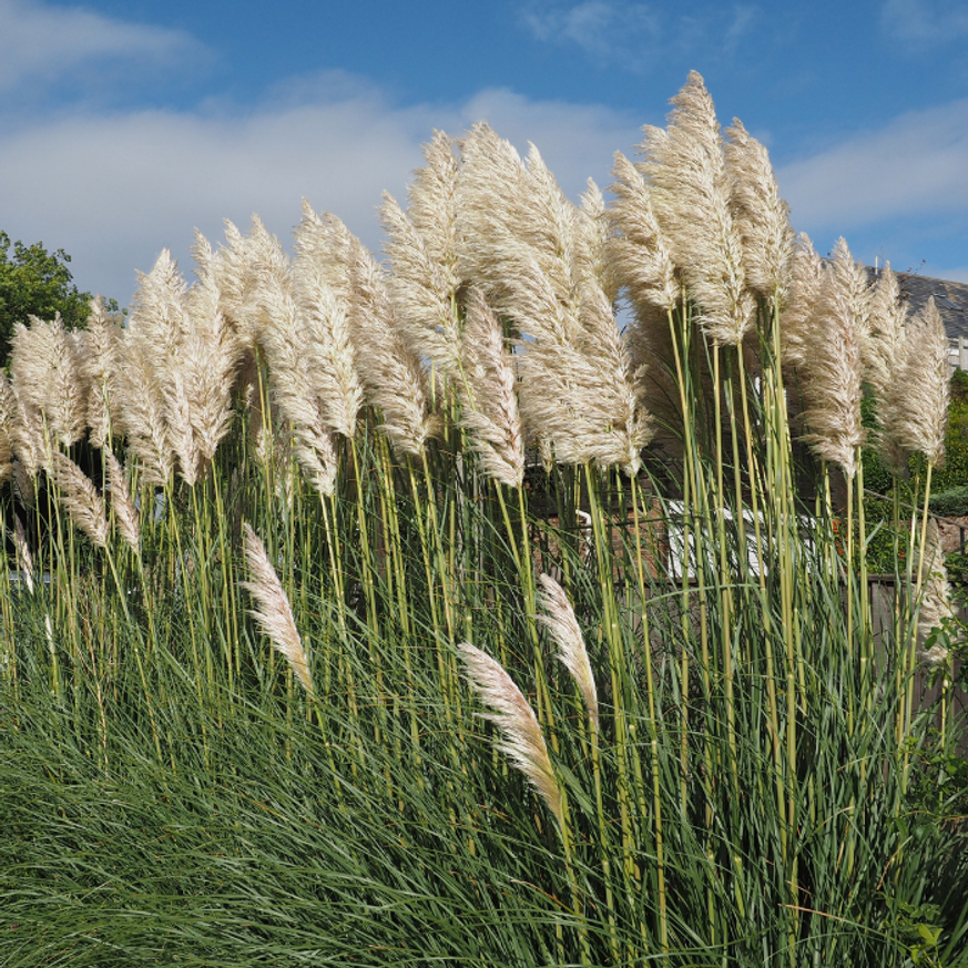 Cortaderia selloana - Fehér pampafű