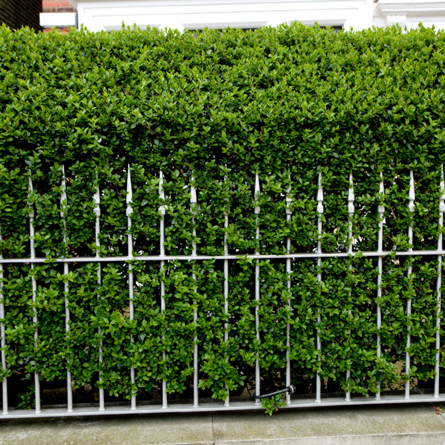 Ligustrum ovalifolium CS9 - Fagyal