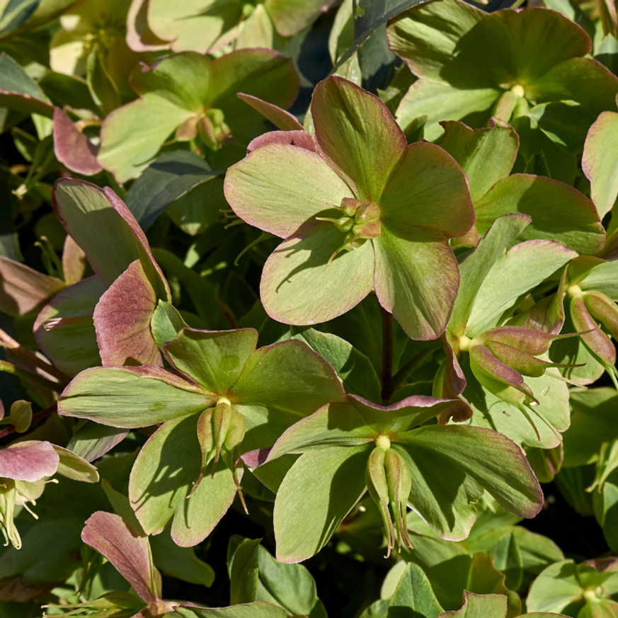Helleborus orientalis MIX CS13 - Keleti hunyor