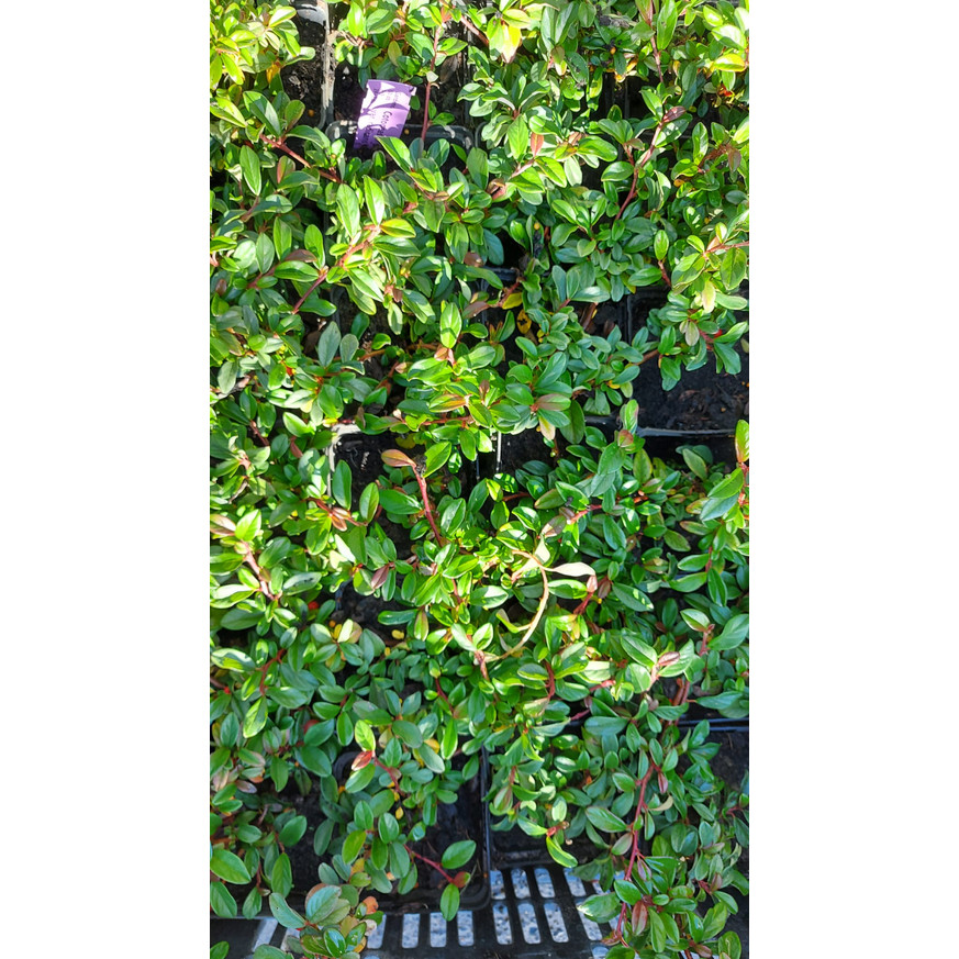 Cotoneaster dammeri P9 - Szőnyegmadárbirs Cotoneaster dammeri P9 - Szőnyegmadárbirs