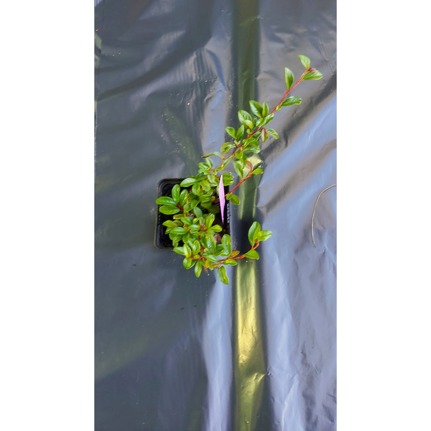 Cotoneaster dammeri P9 - Szőnyegmadárbirs Cotoneaster dammeri P9 - Szőnyegmadárbirs