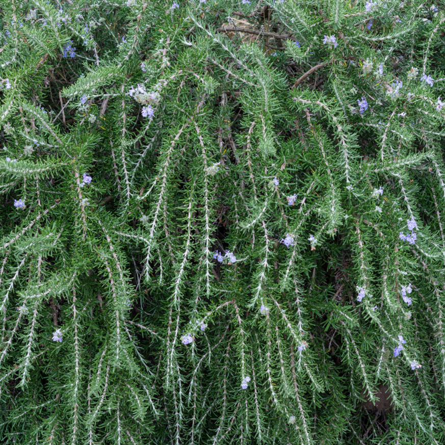 Rosmarinus officinalis - Kúszó rozmaring