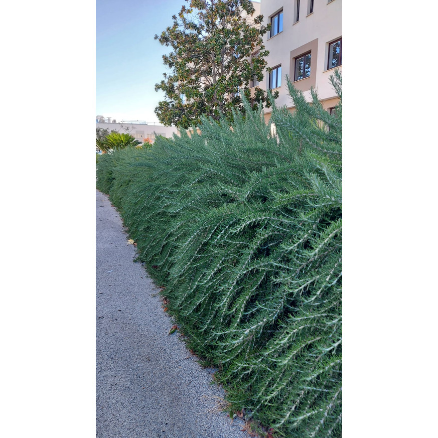 Rosmarinus officinalis - Kúszó rozmaring Rosmarinus officinalis - Kúszó rozmaring