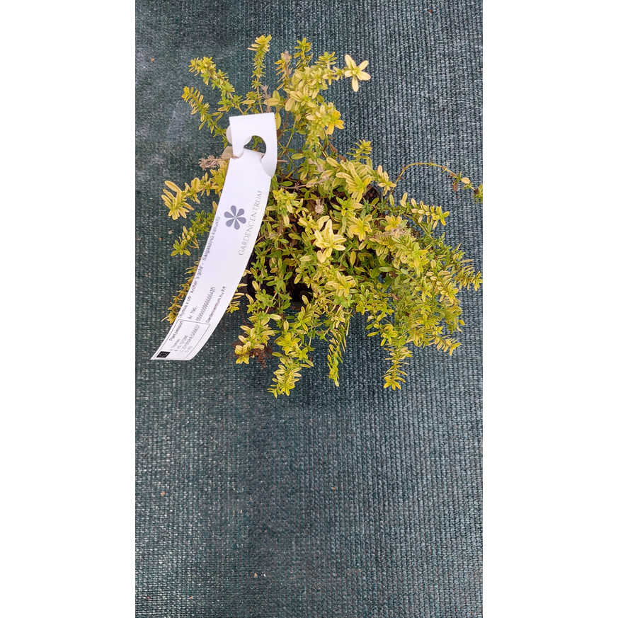 Thymus x citriodorus Archer's Gold CS9 - Kakukkfű