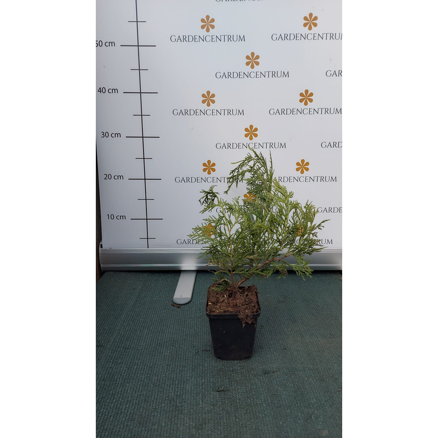 Cupressocyparis x leylandii P9 - Leylandi ciprus