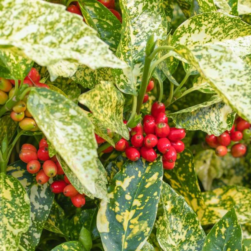 Aucuba japonica Crotonifolia - Japán tarka babérsom