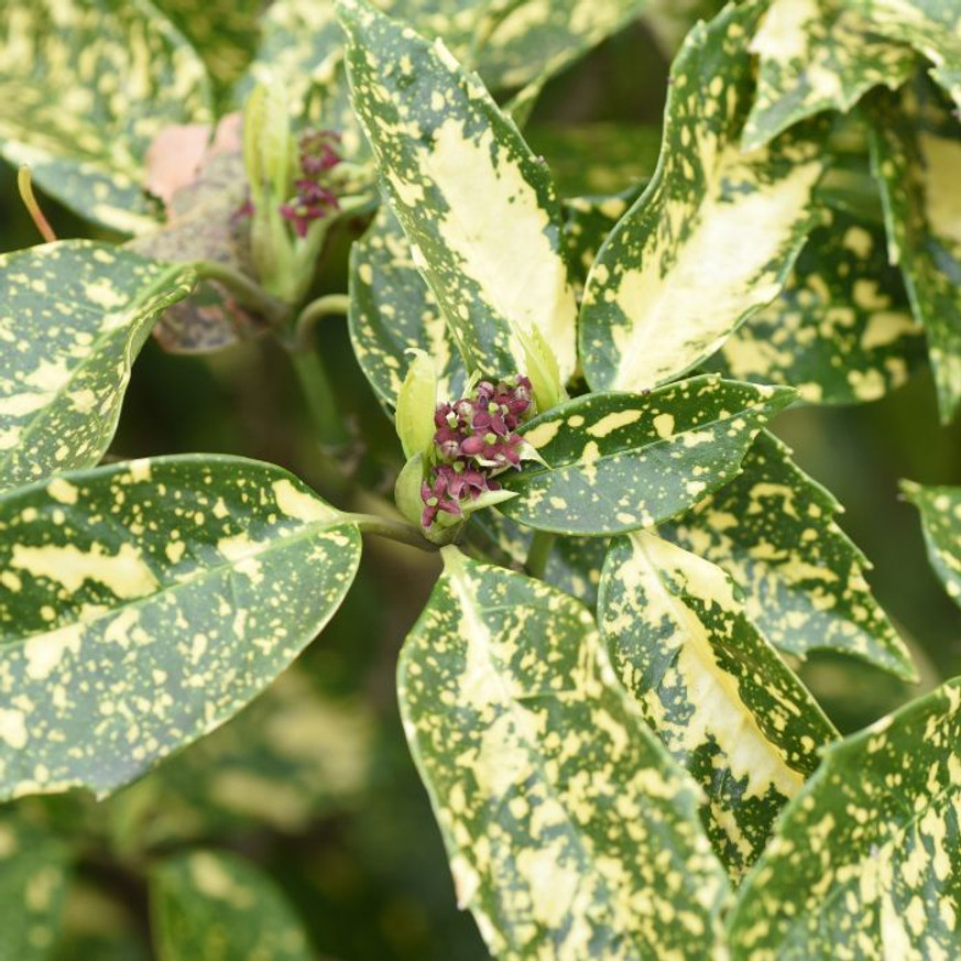 Aucuba japonica Crotonifolia - Japán tarka babérsom Aucuba japonica Crotonifolia - Japán tarka babérsom