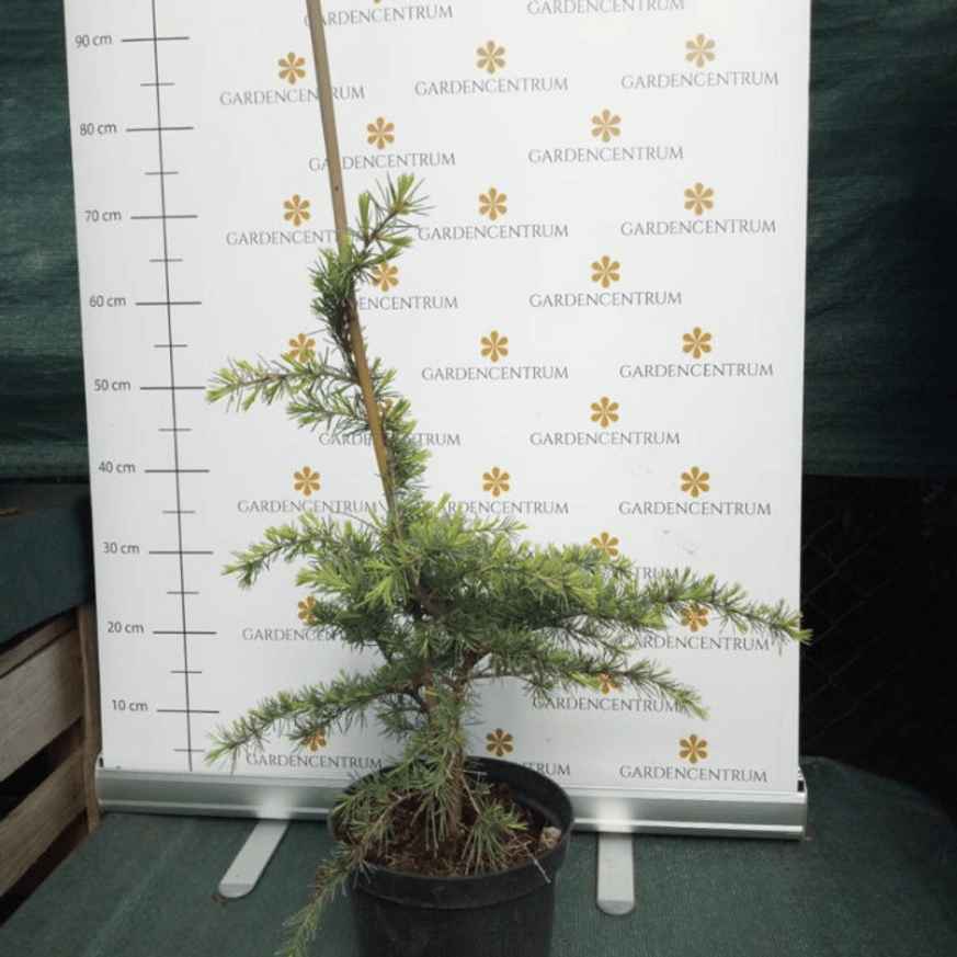 Cedrus deodara K3 - Arany terülő cédrus