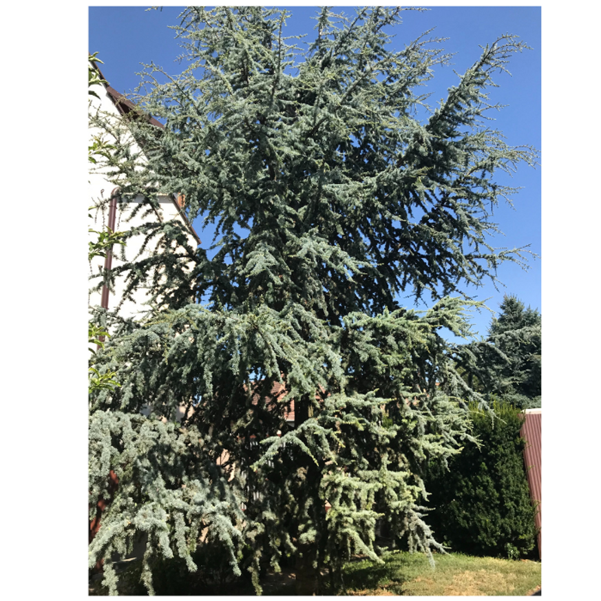 Cedrus libani Glauca K3 - Kék libanoni cédrus