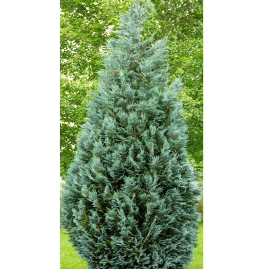 Chamaecyparis lawsoniana Ellwoodii - Oregoni hamisciprus Chamaecyparis lawsoniana Ellwoodii - Oregoni hamisciprus